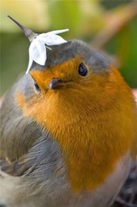 yellow bird with flower on head